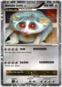 slender loris
