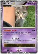 BIG CAT