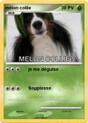 mélon collie