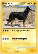 beauceron