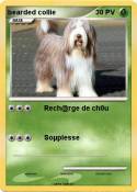 bearded collie