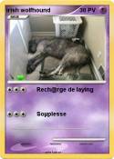 irish wolfhound