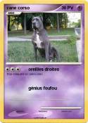 cane corso