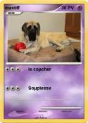 mastiff