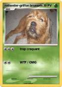 rottweiler-griffon