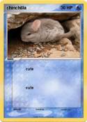 chinchilla