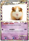 guinea pig