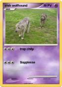 irish wolfhound