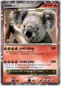 koala