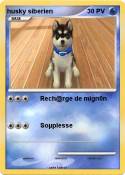 husky siberien