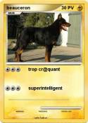 beauceron