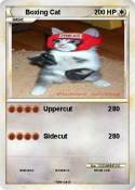 Boxing Cat