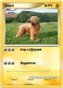 briard