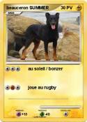 beauceron