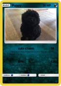 Puppy