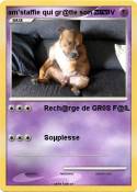 am'staffie qui