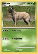 malinois