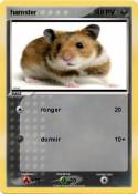 hamster