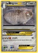 big cat