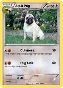 Adult Pug