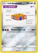 Cell Membrane