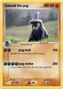 Gandalf the pug