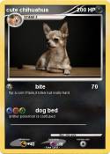 cute chihuahua
