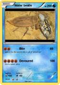 Water beatle