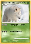 border collie