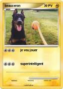 beauceron