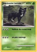 loup-bouvier