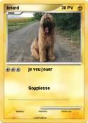 briard