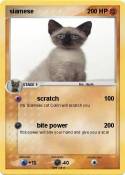 siamese