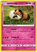guinea pig