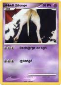 pit-bull