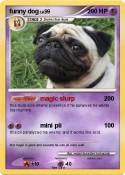 funny dog