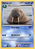 Walrus