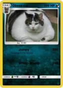 Obese cat