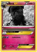 pug