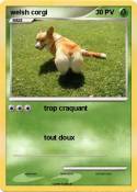welsh corgi