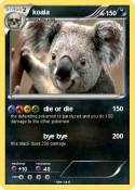 koala