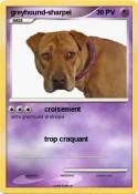 greyhound-sharpei
