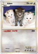 Kitten