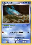 betta (femelle)