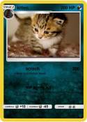kitten