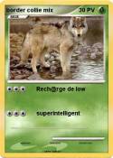 border collie