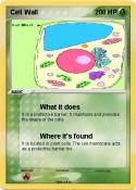 Cell Wall