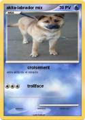 akita-labrador