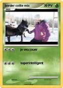 border collie