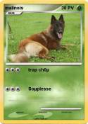 malinois